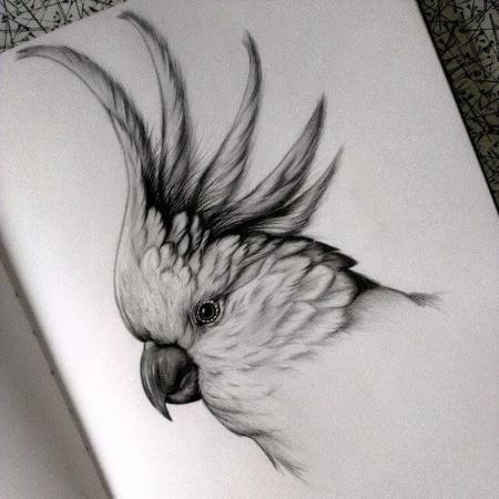 طراحی مدل پرندگان برای نقاشی سیاه قلم