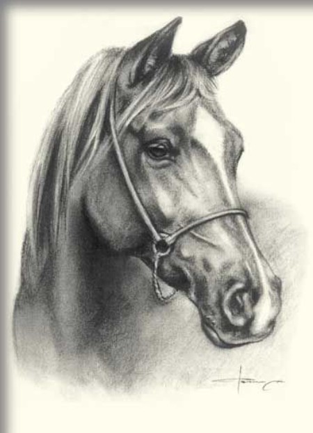 مدل اسب برای سیاه قلم,مدل نقاشی اسب مناسب برای نقاشی سیاه قلم ,نقاشی سیاه قلم طرح اسب