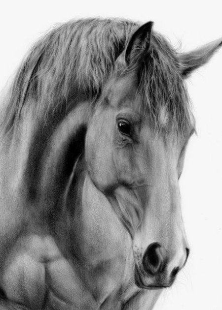 مدل اسب برای سیاه قلم,مدل نقاشی اسب مناسب برای نقاشی سیاه قلم ,مدل اسب برای سیاه قلم
