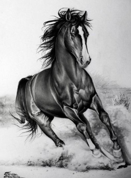 مدل اسب برای سیاه قلم,مدل نقاشی اسب مناسب برای نقاشی سیاه قلم ,طراحی سیاه قلم اسب