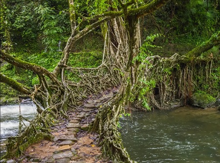 پل ریشه درخت هند, پل های زنده, پل درختی جنگل