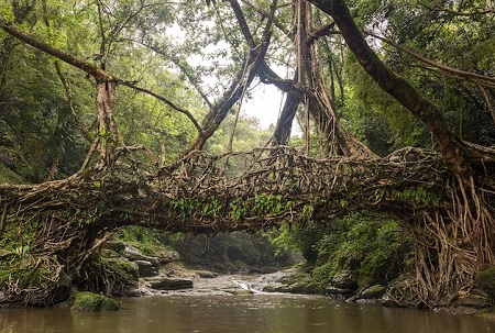 ساخت پل از ریشه درختان, جاذبه های گردشگری هند, پل های ریشه زنده مگالایا