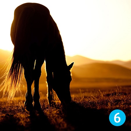 هر اسب دارای یک نماد است,افزایش تلاش و آگهی با تست شخصیت,شناخت اطرافیان خود 