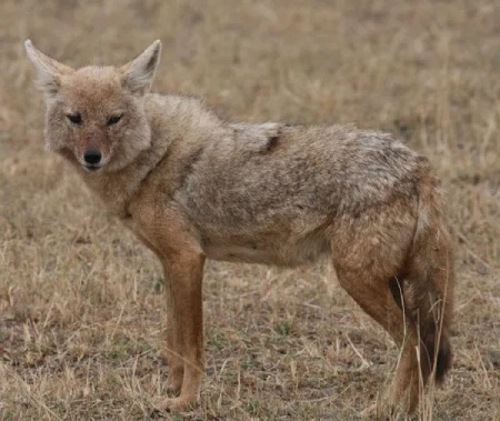 گرگ آلفا,انواع گرگ در ایران,بزرگترین گرگ جهان